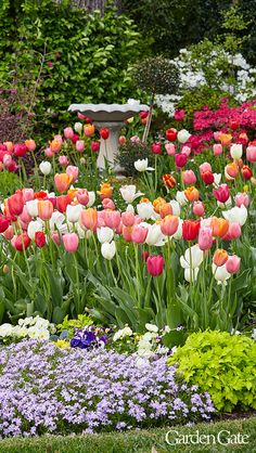 a garden filled with lots of colorful flowers