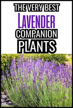 lavender plants with text overlay that says the very best lavender companion plants