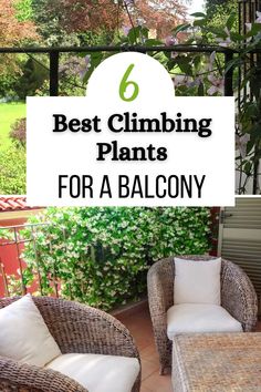 two wicker chairs sitting on top of a patio with text overlay reading 6 best climbing plants for a balcony