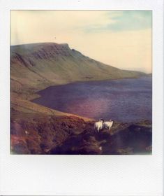 a white horse standing on top of a lush green hillside next to a body of water