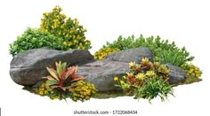 an assortment of plants and rocks with yellow flowers in the foreground on a white background