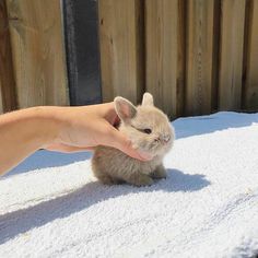 a person petting a small rabbit on top of a towel