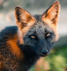 a close up of a fox looking at the camera