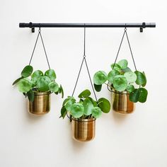 three brass hanging planters with green plants in them