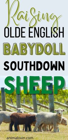 sheep grazing in the grass with text reading raising old english babydoll southdown sheep