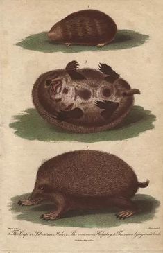 three different types of animals are depicted in this antique print