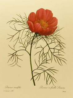 two red flowers with green stems on a white background