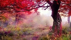 a forest filled with lots of trees covered in red leaves