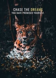 a leopard is sitting in the grass with its eyes closed and it's saying chase the dreams you have provided yourself