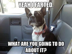 a dog sitting in the back seat of a car with caption that reads yeah i am tired what are you going to do about?