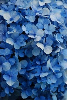 closeup of blue flowers with white petals