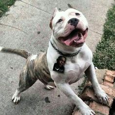 a dog is standing on the sidewalk with its mouth open