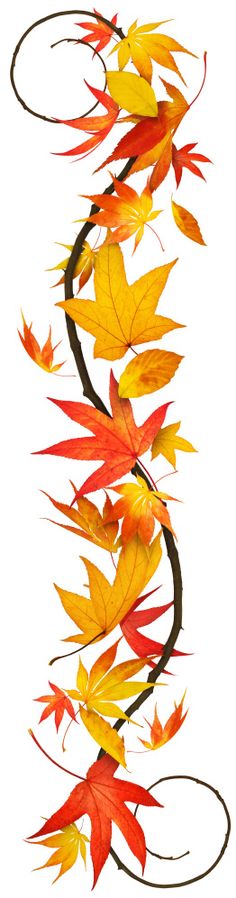 an image of autumn leaves falling down from the tree branch to the ground, on a white background