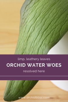 a close up of a plant with the words orchid water woes on it's side