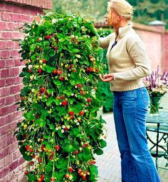 a woman standing next to a brick wall holding onto a green bush with fruit on it