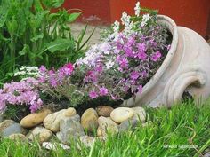 purple and white flowers are growing out of a rock garden planter in the grass