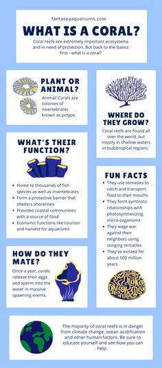 an info sheet describing the different types of corals and what they are used to grow