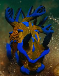 a blue and yellow sea slug under water