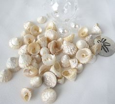 sea shells and seashells are scattered on a white surface next to a glass vase