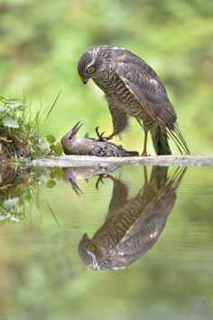 two birds standing on top of a body of water with their reflection in the water