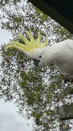 a white and yellow bird perched on top of a tree