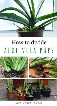 how to divide aloe vera pups