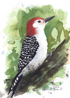 5x7 Watercolor Print of a Red-bellied Woodpecker, From a Painting by Laura Poss - Etsy Diy Watercolor Painting, Greensboro Nc, Painting Lessons