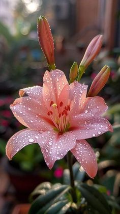 a pink flower with water droplets on it's petals in a potted plant