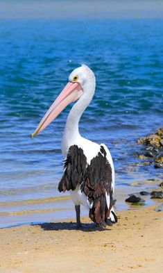 a pelican is standing on the beach by the water with its beak open