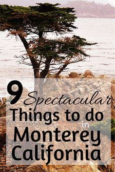 a tree with the words 9 spectacular things to do in monterey california