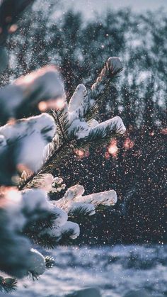 snow is falling on the branches of a pine tree