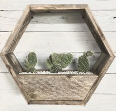 three cacti in a wooden hexagonal planter on a white wall