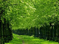 a path lined with trees in the middle of a field