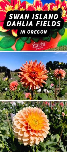 two pictures with flowers in them and the words swan island dahlia fields in oregon