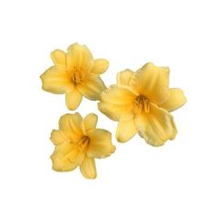 three yellow flowers on a white background