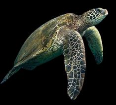 a green sea turtle swimming in the dark water with its head above the water's surface