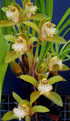 an orchid plant with yellow and white flowers