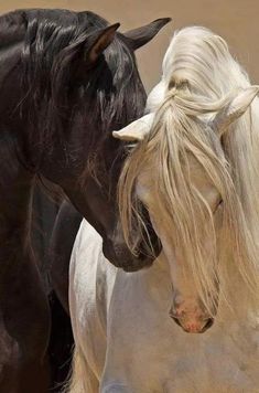 two horses are standing next to each other with long hair on their heads and tails