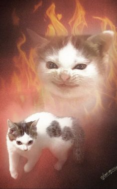 two kittens standing next to each other in front of a fire and flames background