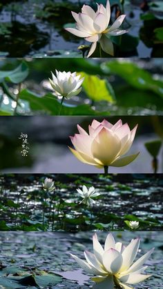 four pictures of water lilies in different stages of blooming, from white to pink