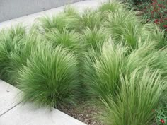 some very pretty green plants by the sidewalk