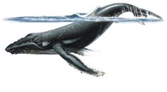 an illustration of a humpback whale swimming in the ocean