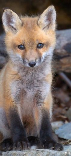 a small fox sitting on top of a rock