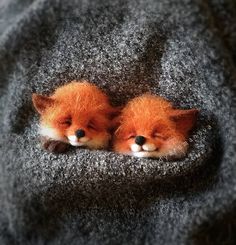 two little foxes cuddle together in the middle of a pile of grey wool, with their eyes closed