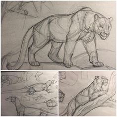 three different views of an animal that is in the process of being drawn