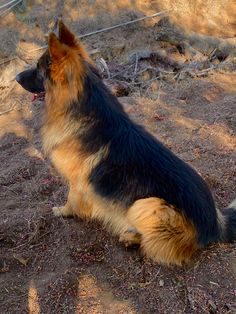 a brown and black dog sitting in the dirt