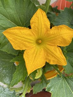 a large yellow flower with green leaves in the foreground and an orange potted plant in the background