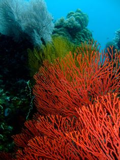 some very pretty corals on the ocean floor