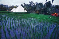 a tent is in the middle of a rice field