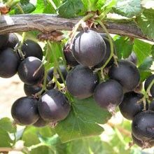 some black berries hanging from a tree branch